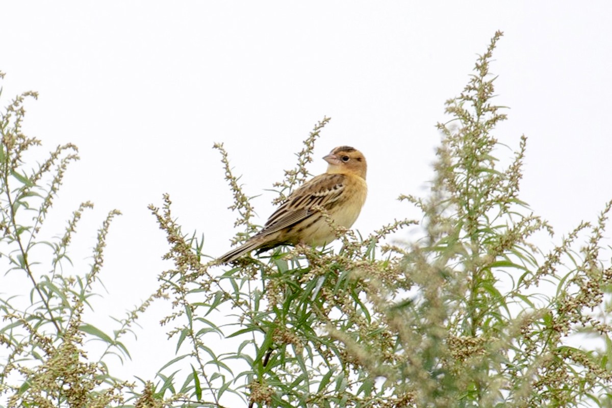 Bobolink - ML117706381