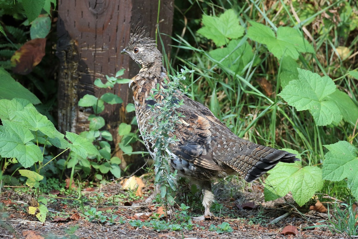 Ruffed Grouse - ML117707091