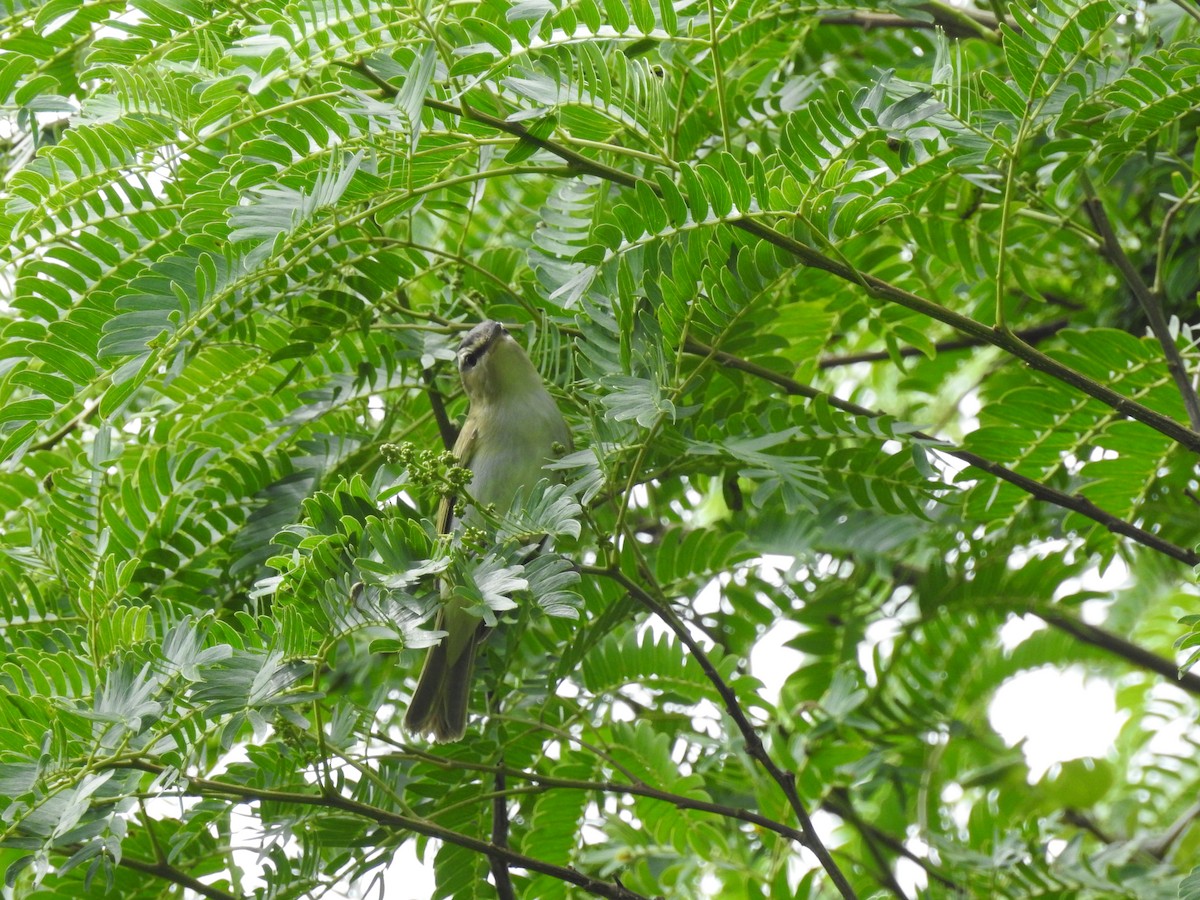 Vireo Chiví - ML117711351