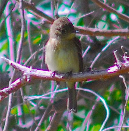 Western Flycatcher (Pacific-slope) - ML117713691