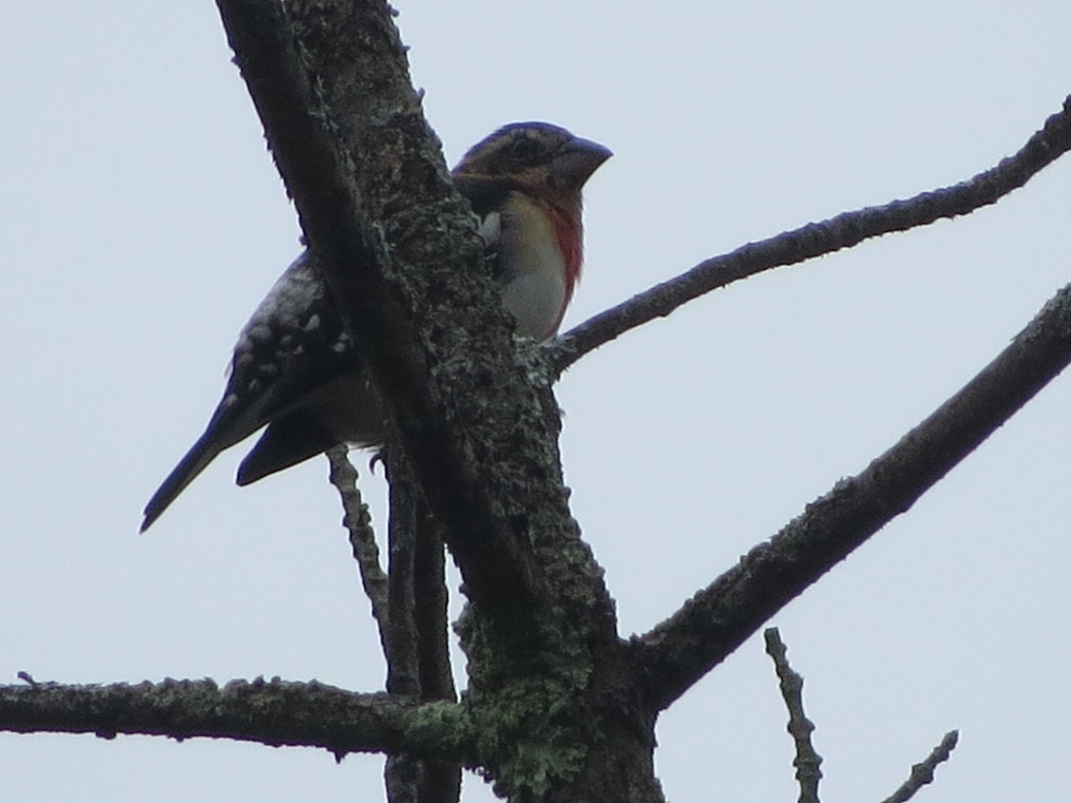 Rose-breasted Grosbeak - ML117713701