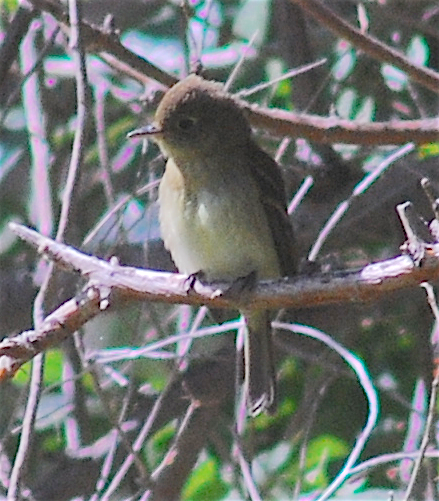 Western Flycatcher (Pacific-slope) - ML117713711