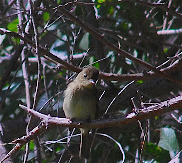 Western Flycatcher (Pacific-slope) - ML117713761