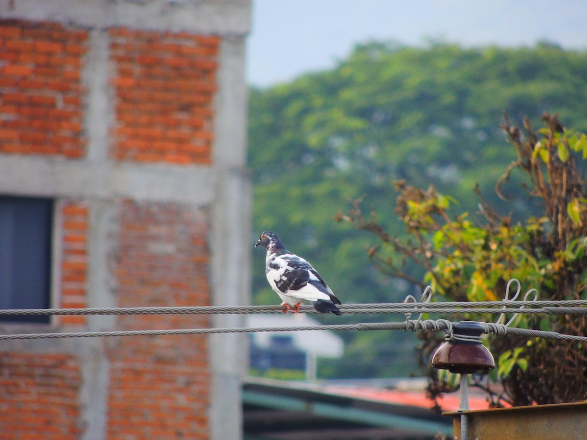 Rock Pigeon (Feral Pigeon) - ML117714981