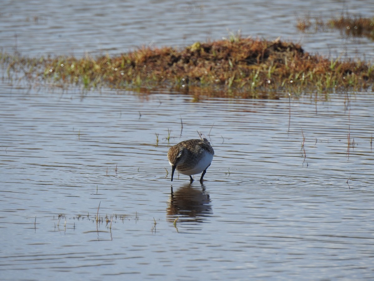 Bairdstrandläufer - ML117715761