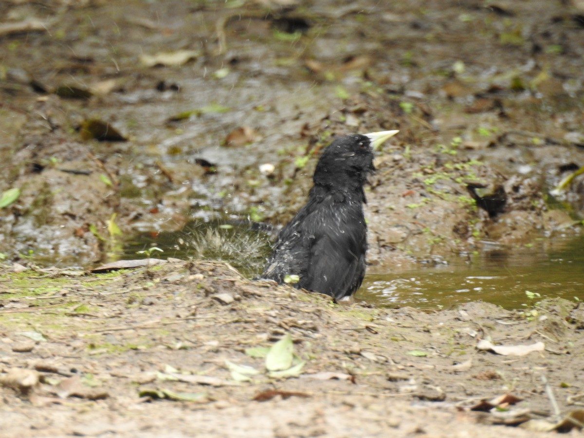 Solitary Black Cacique - ML117715841