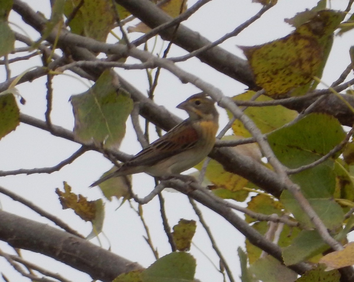 Dickcissel - Peter Paul