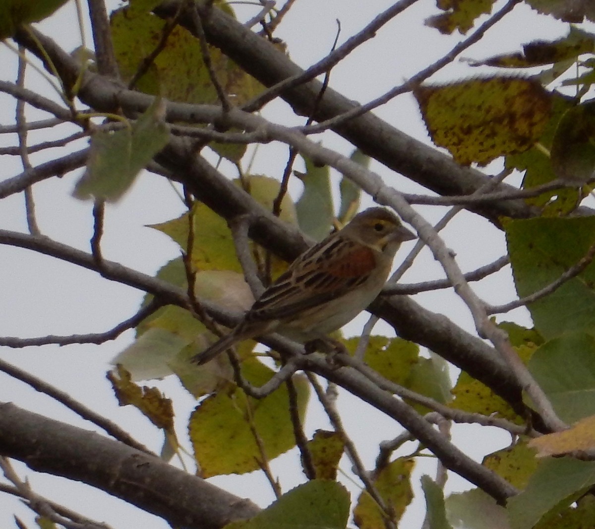 Dickcissel d'Amérique - ML117716091