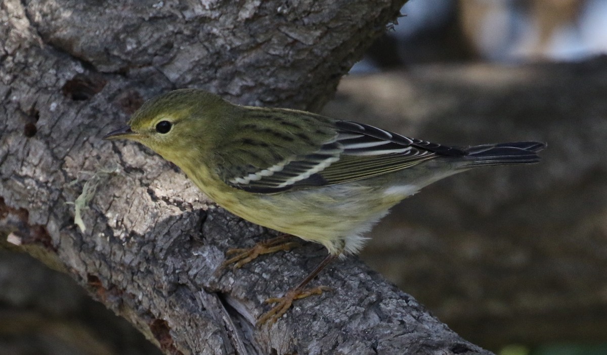 Blackpoll Warbler - ML117717801