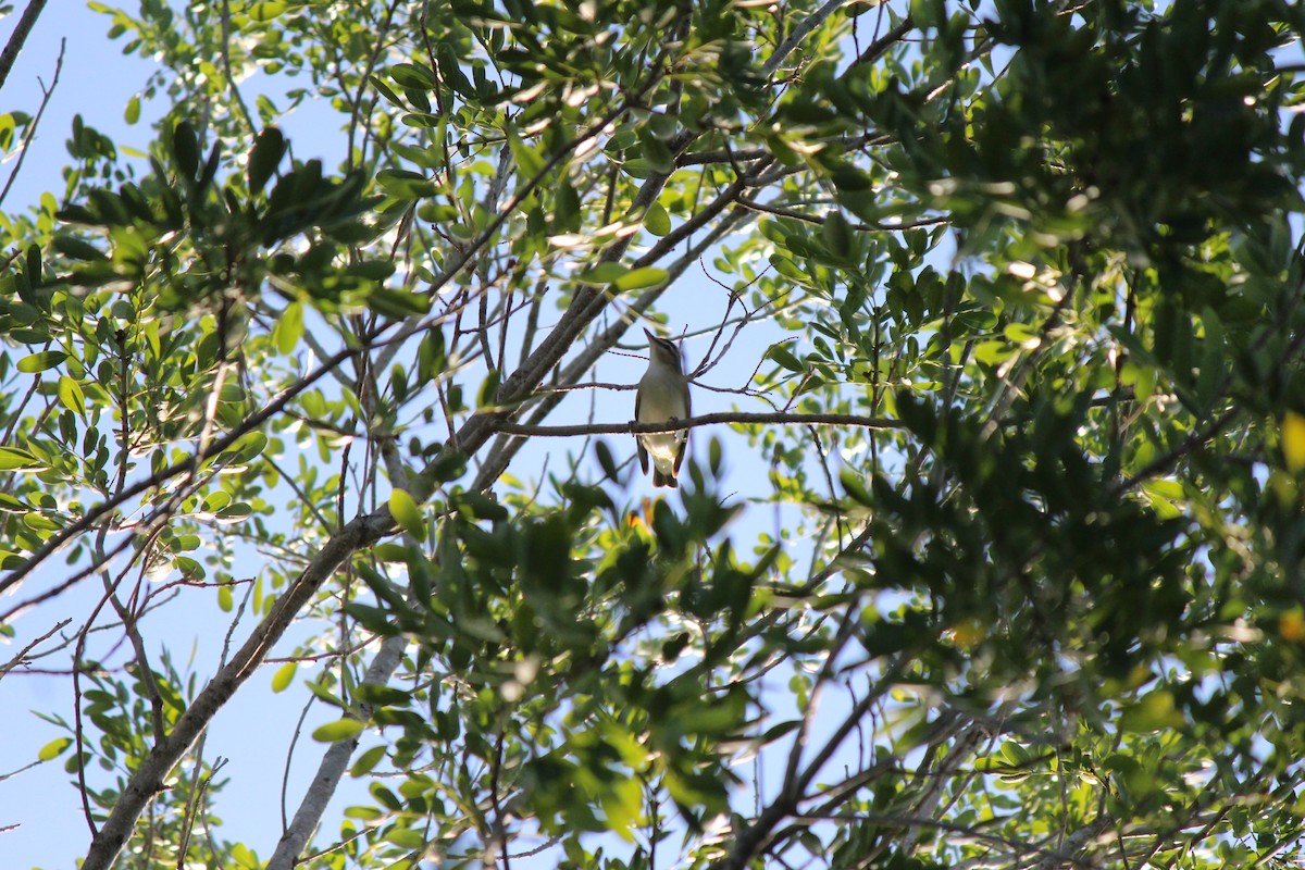 Red-eyed Vireo - ML117719161