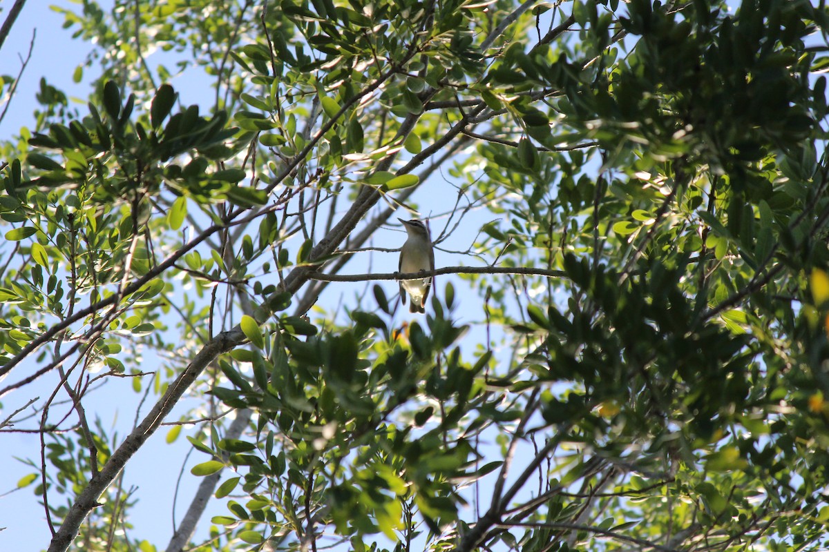 Red-eyed Vireo - ML117719201