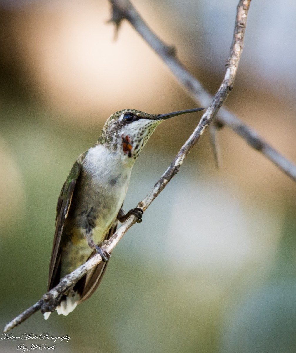 Ruby-throated/Black-chinned Hummingbird - ML117720451