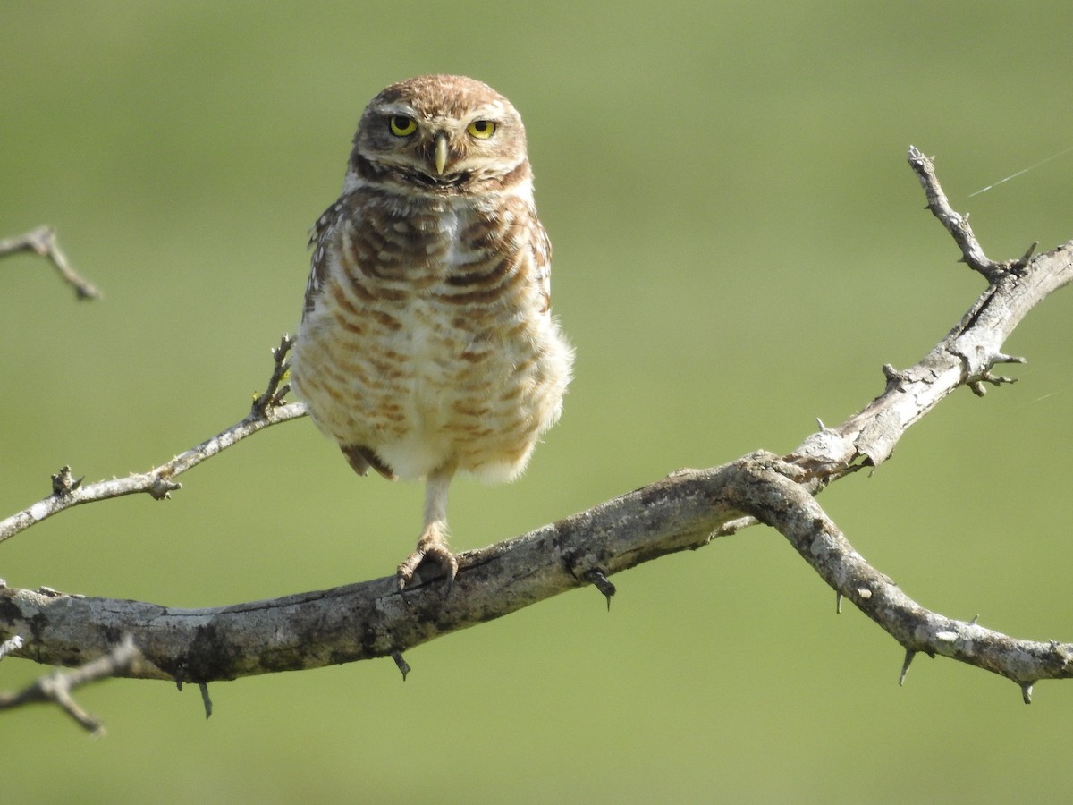 Burrowing Owl - ML117720831