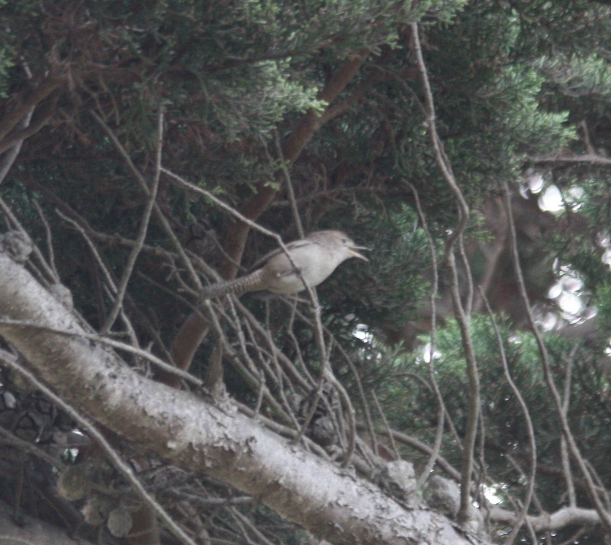 House Wren - ML117721561