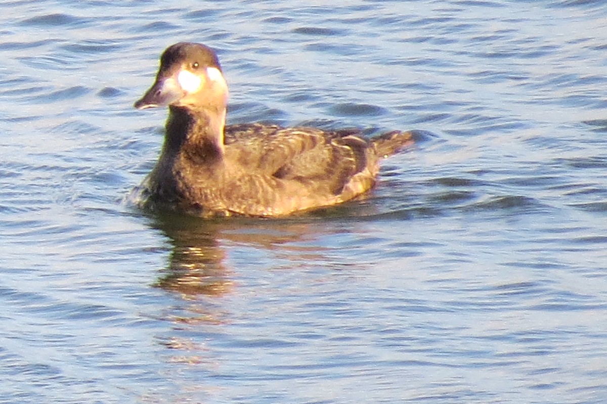 Surf Scoter - ML117724301