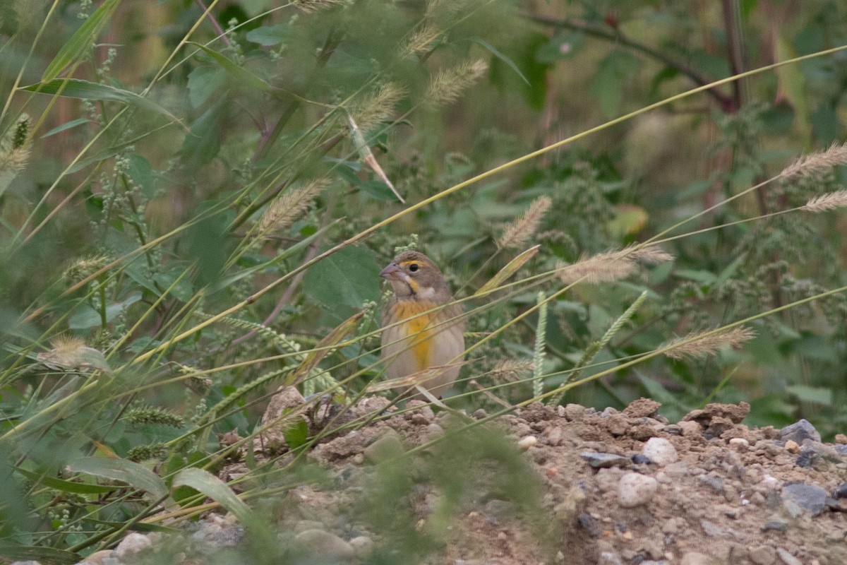 Dickcissel - ML117724641