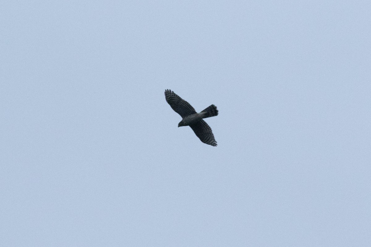 Cooper's Hawk - ML117725121