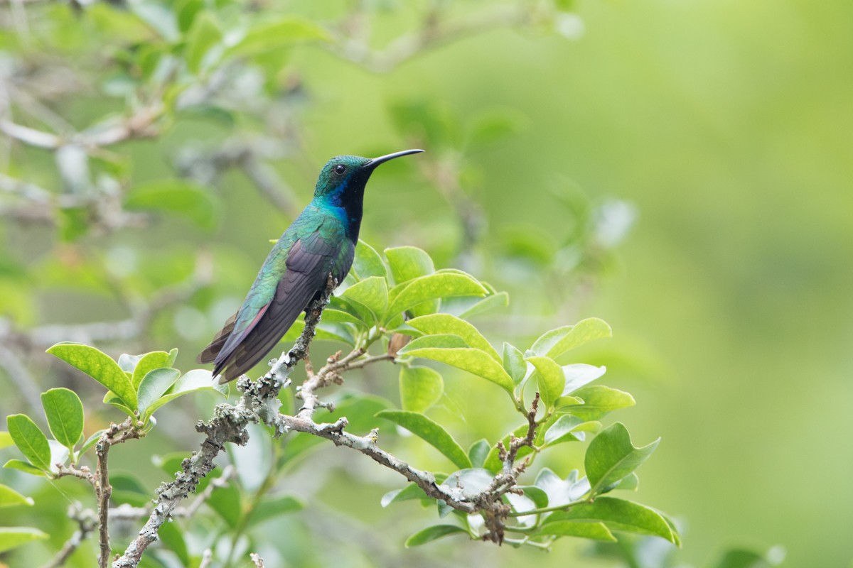 kolibřík tropický - ML117726161