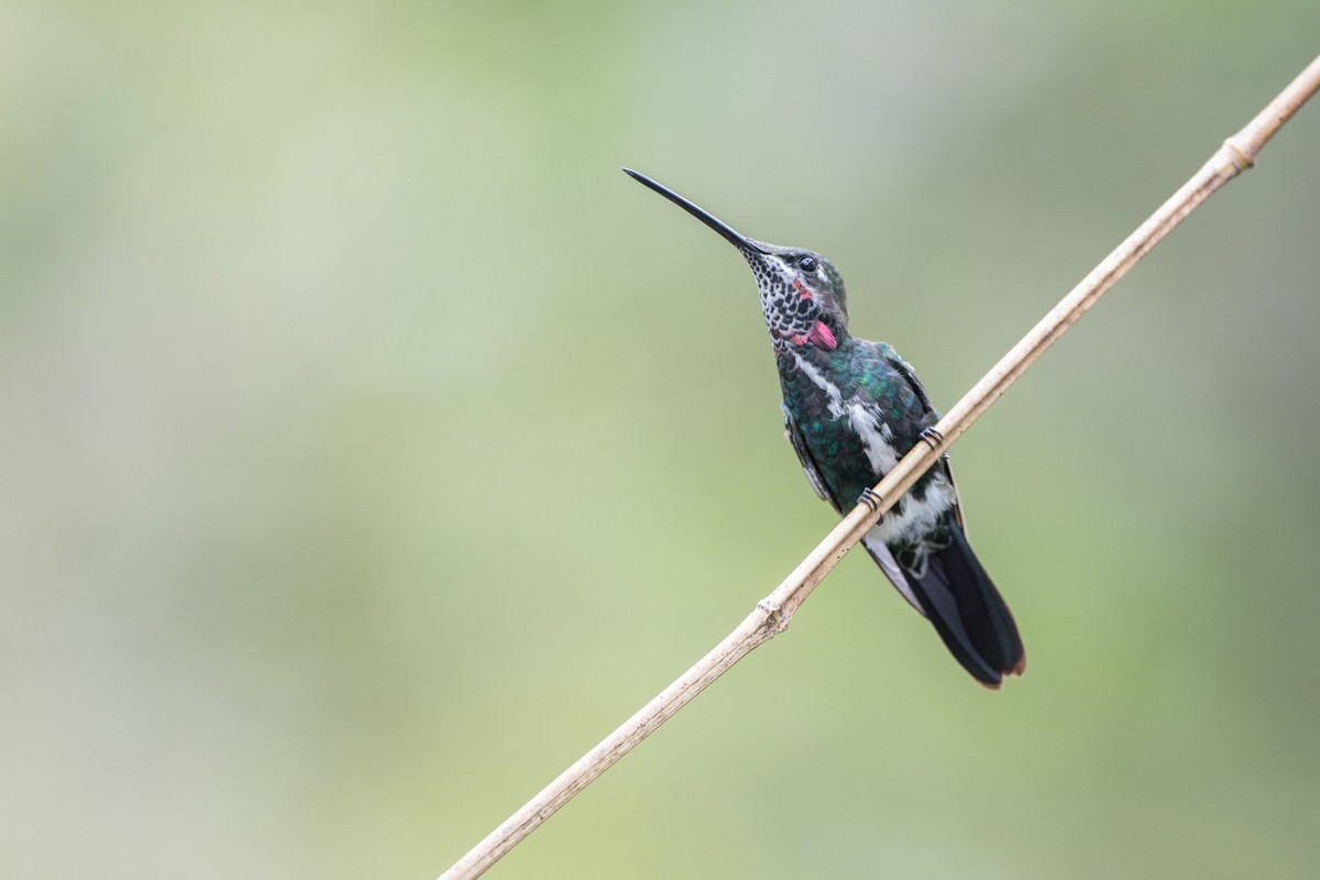 kolibřík fialovolímcový - ML117726181