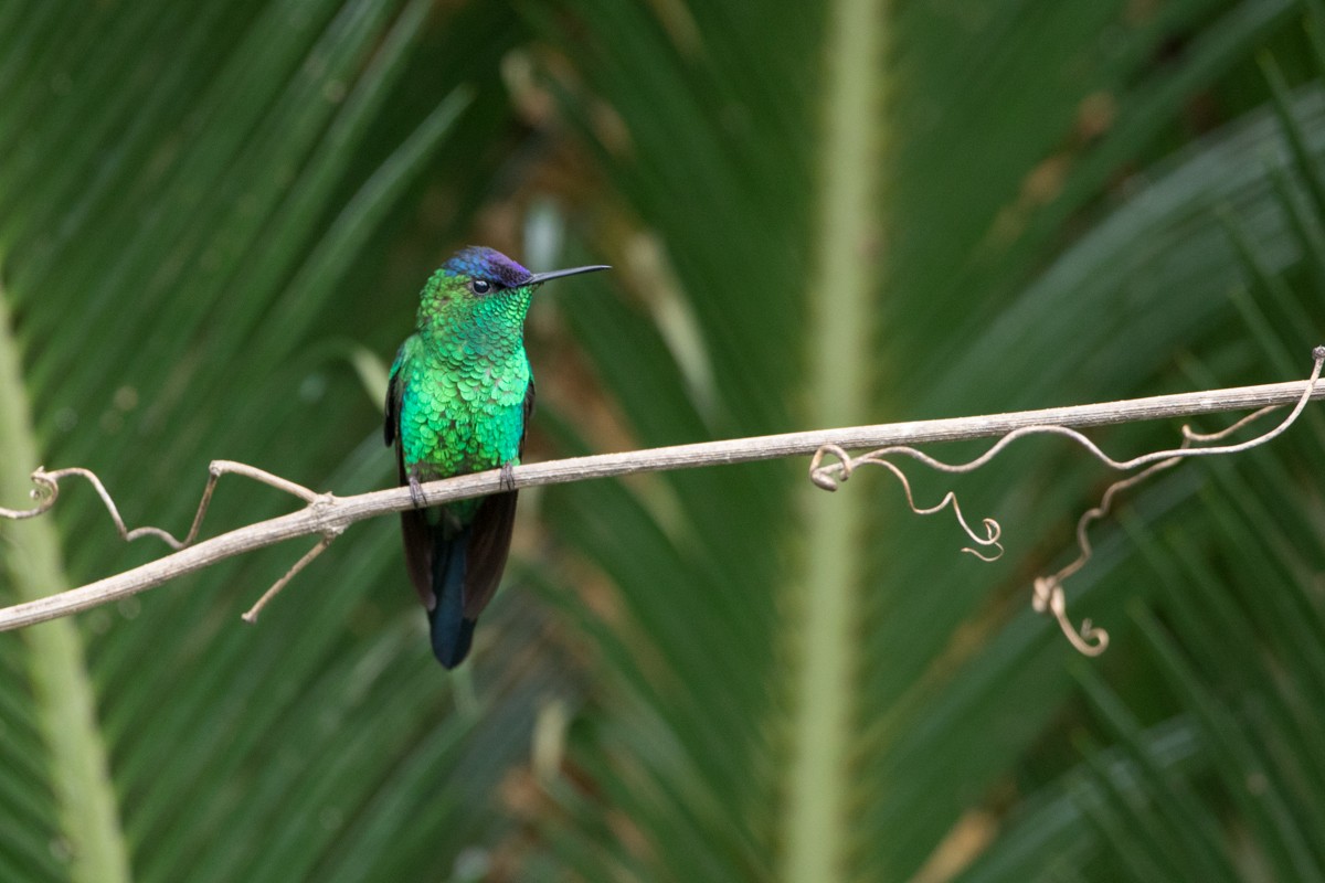 kolibřík fialovotemenný - ML117726351