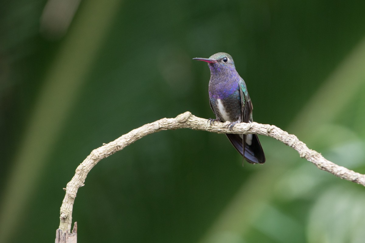kolibřík safírový - ML117726421