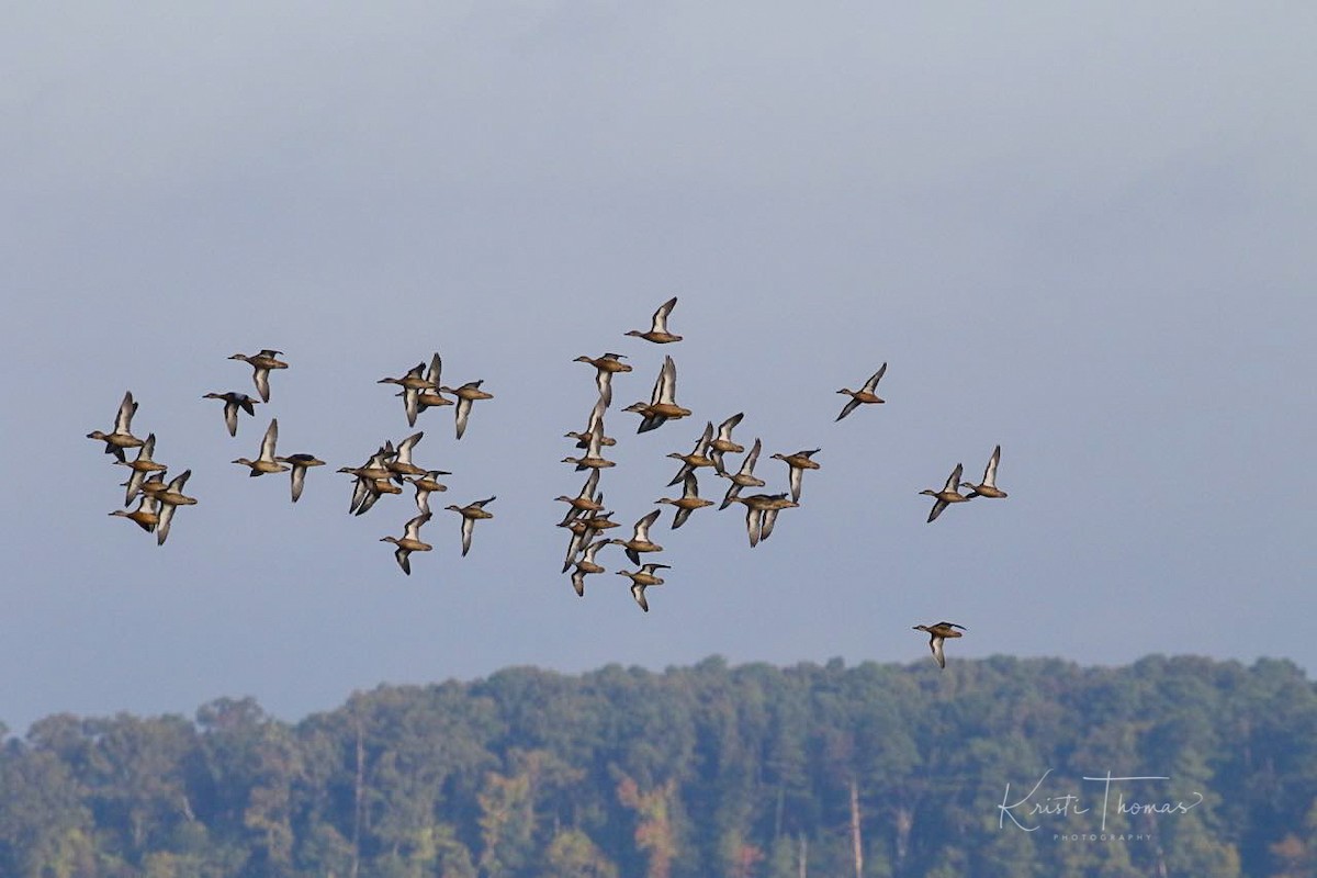 Blue-winged Teal - ML117730411