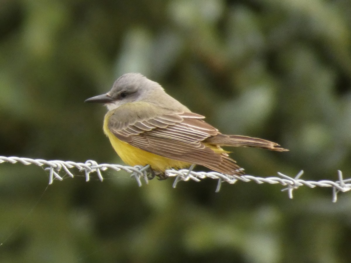 Tropical Kingbird - ML117730901