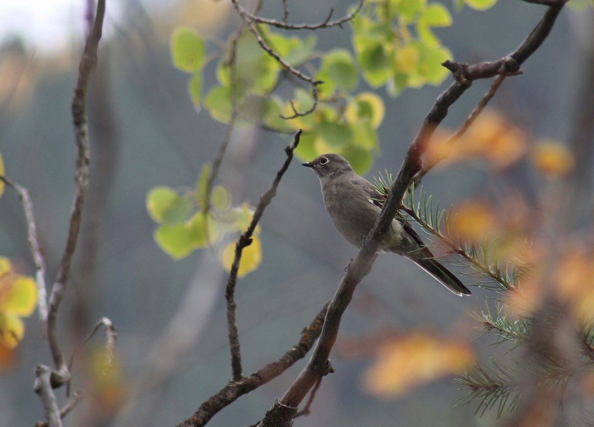 Townsend's Solitaire - ML117731381