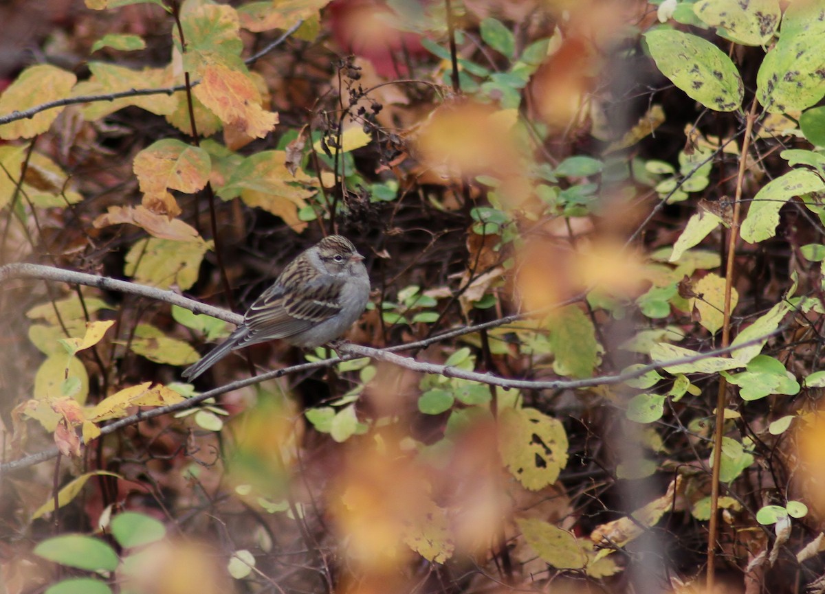 Chipping Sparrow - ML117732221