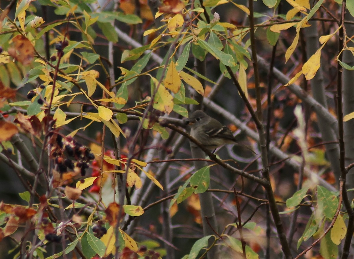 Dusky Flycatcher - ML117732811