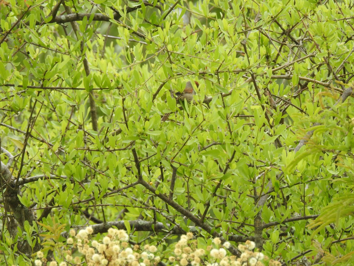 Pale-breasted Spinetail - ML117733871