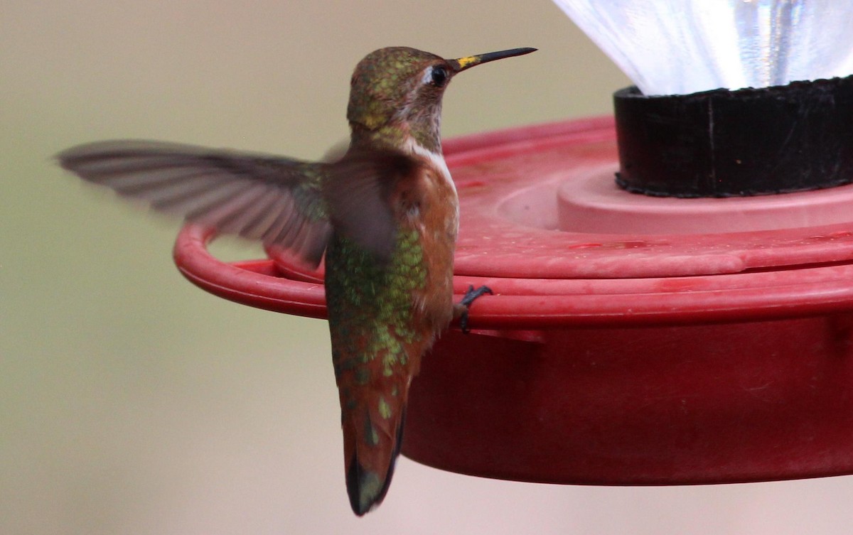 Rufous Hummingbird - ML117733981