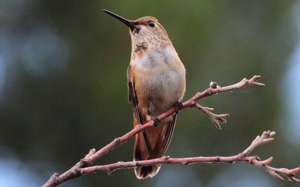 Rufous Hummingbird - Gary Leavens