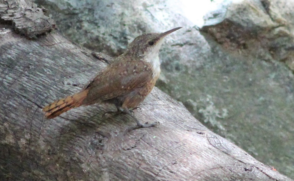 Canyon Wren - Gary Leavens