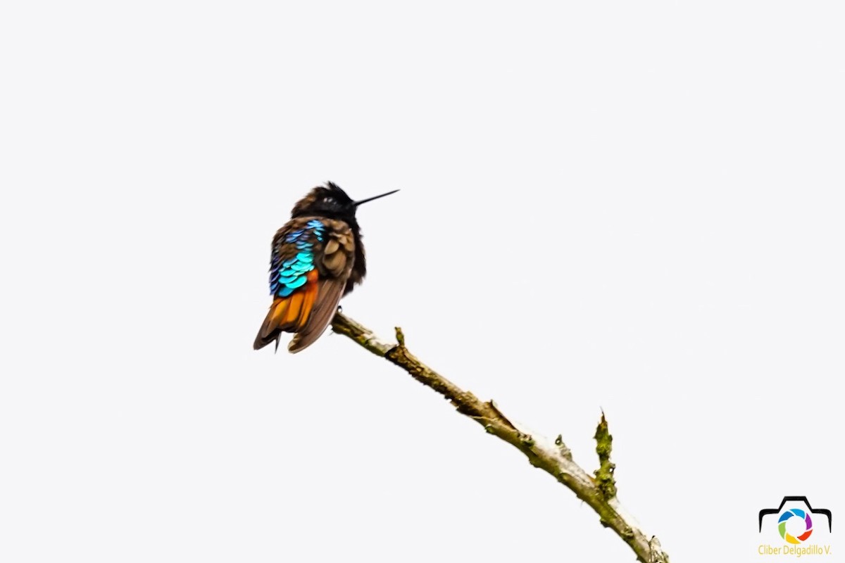 kolibřík černokápý - ML117734841