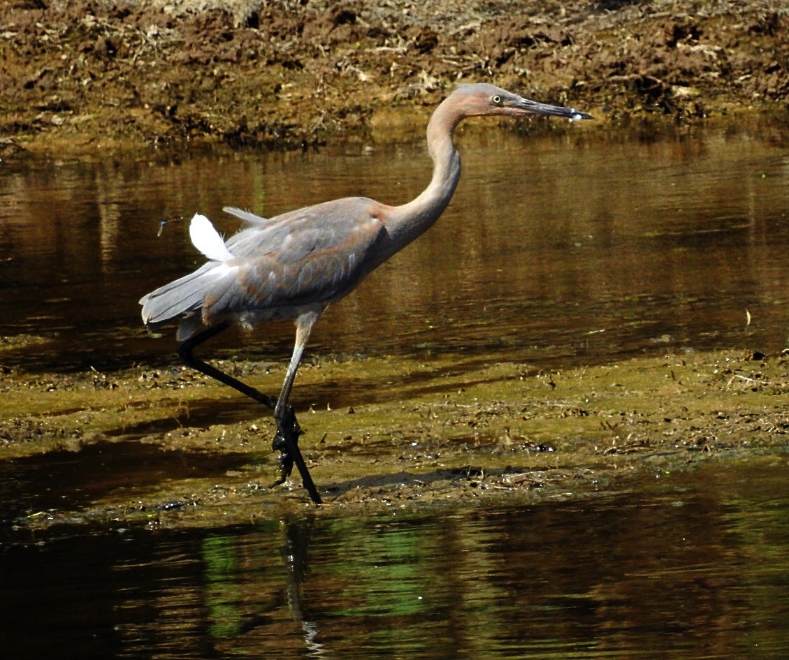 Reddish Egret - ML117735001