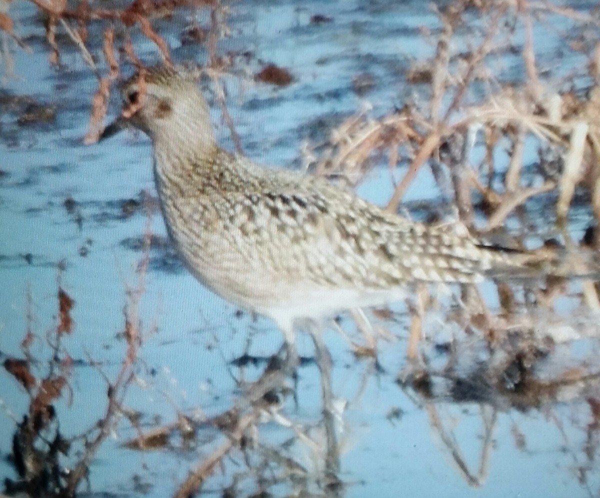 Black-bellied Plover - ML117735441