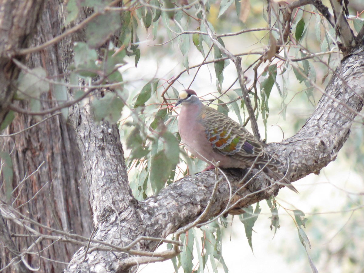 Common Bronzewing - ML117735641