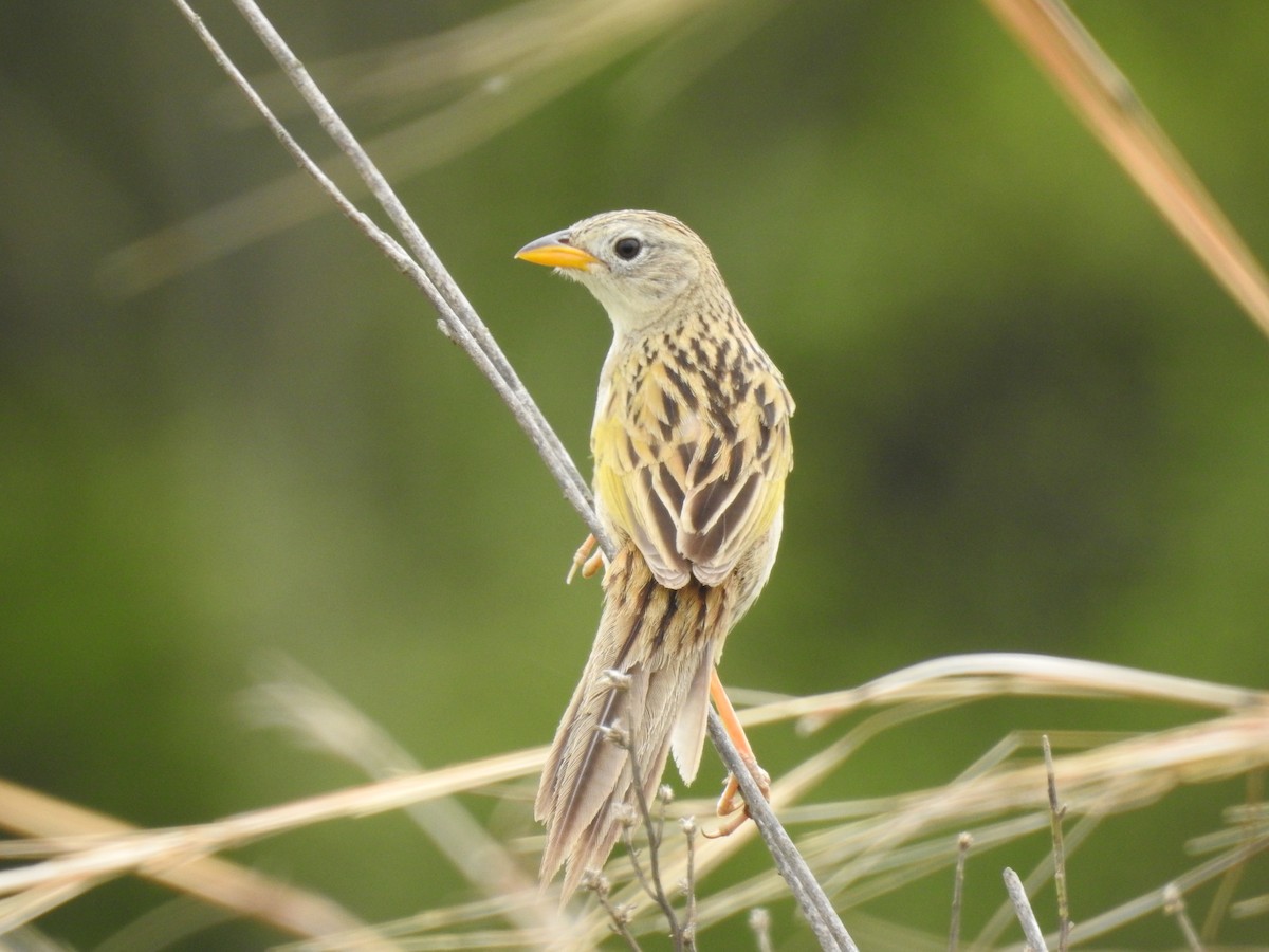 Wedge-tailed Grass-Finch - Edelweiss  Enggist