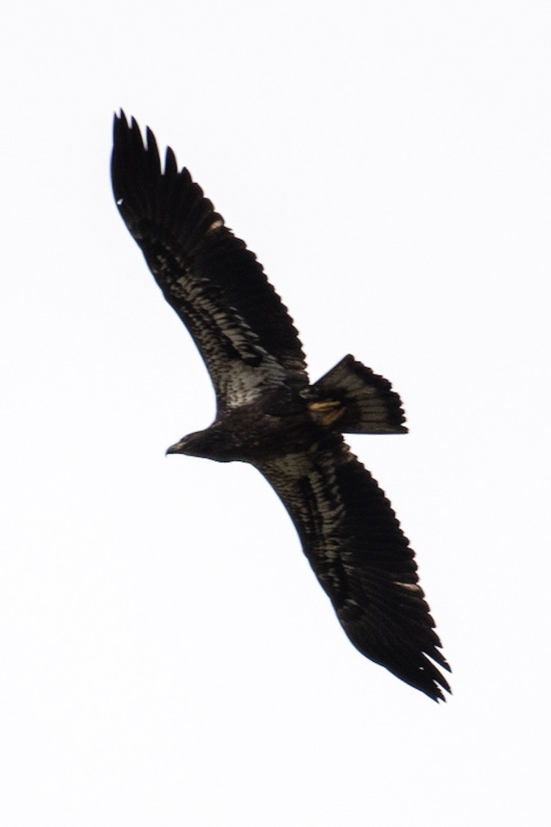 Bald Eagle - Steven Lester