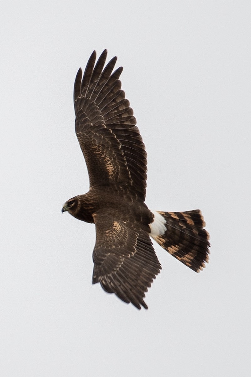 Northern Harrier - ML117737491