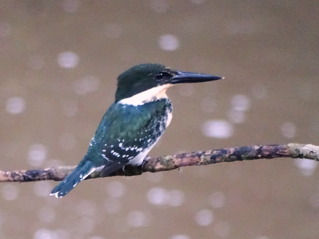 Green Kingfisher - ML117739041