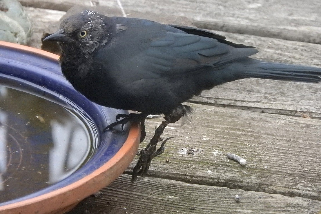 Brewer's Blackbird - ML117740321