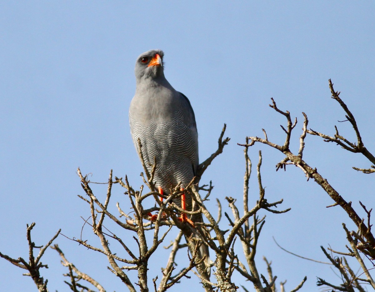 Dark Chanting-Goshawk - ML117741281