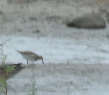 Pectoral Sandpiper - ML117744051