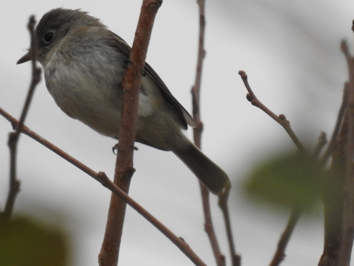 Least Flycatcher - Tom Ross