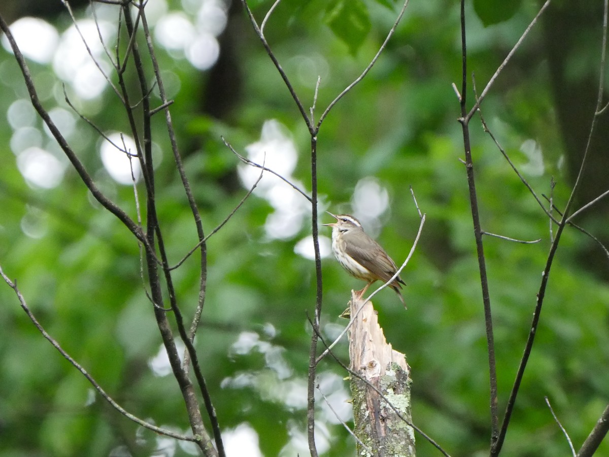 Louisiana Waterthrush - ML117750121