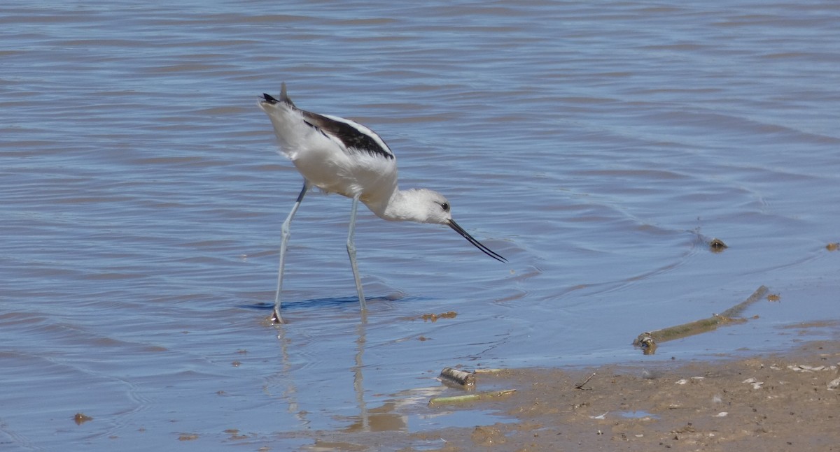 tenkozobec americký - ML117752081