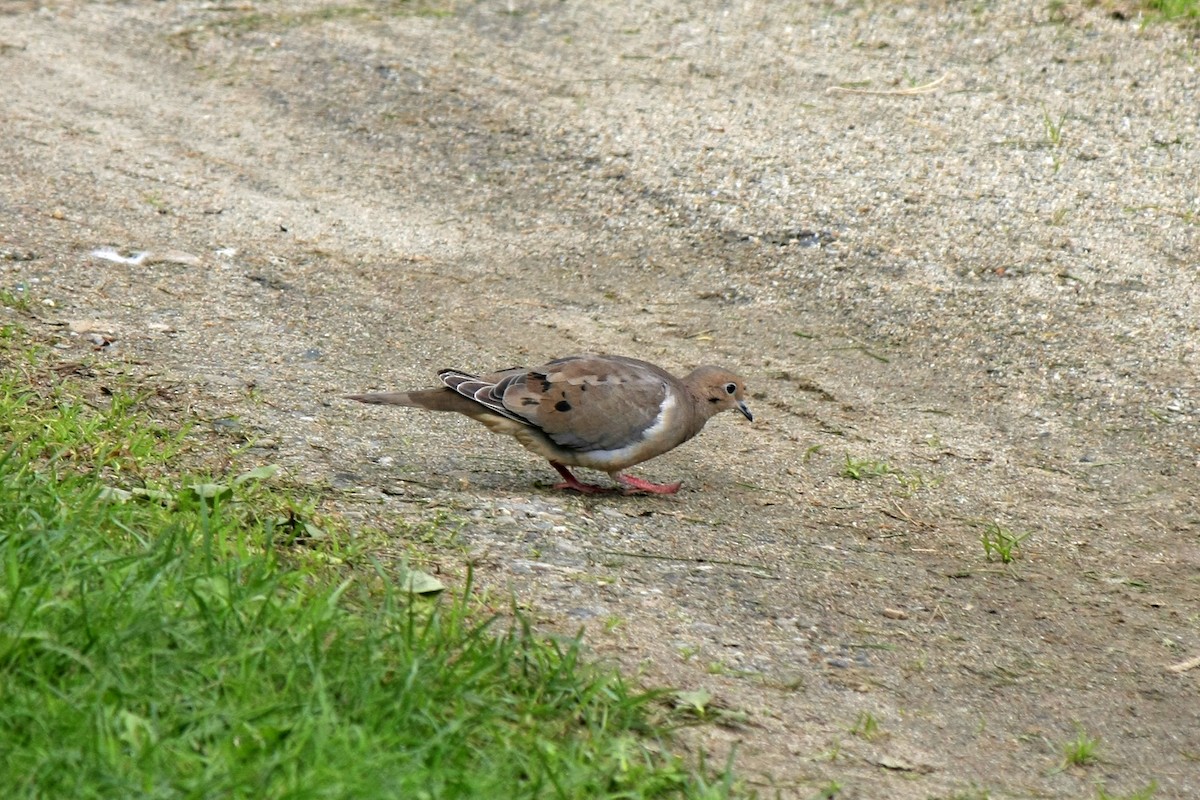 Mourning Dove - ML117753541