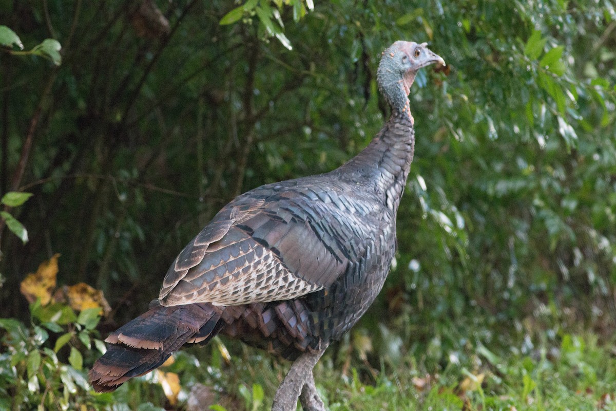 Wild Turkey - ML117756121